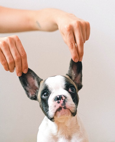French Bulldog ears