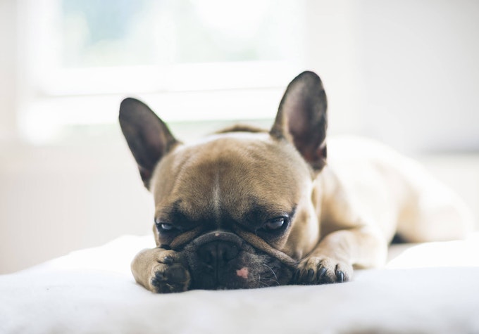 Cute French Bulldog lay down