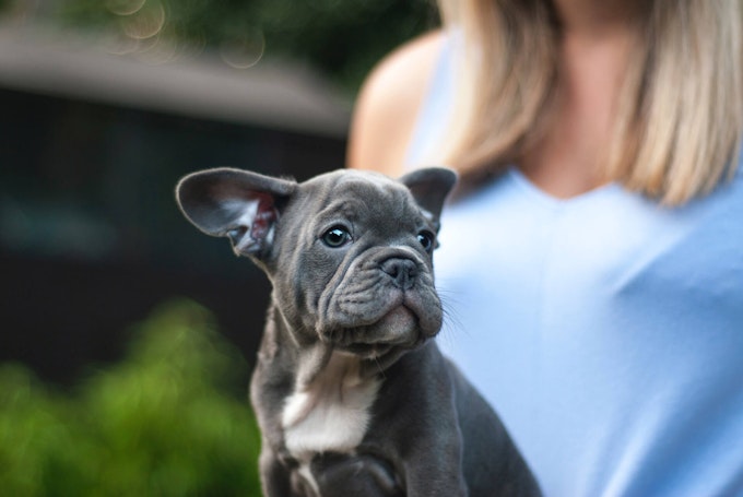 French Bulldog Puppy