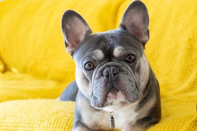 Blue Tan French Bulldog