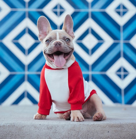 French Bulldog Smile