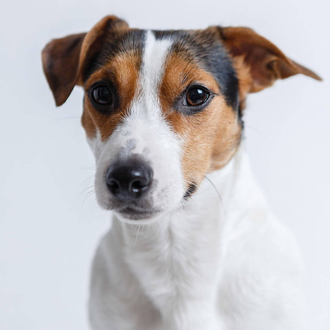 at what age is a jack russell fully grown