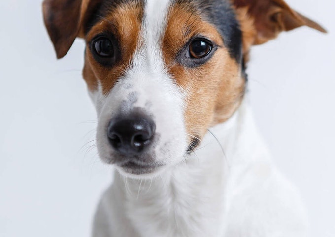 Jack Russell - Pure Pet Food
