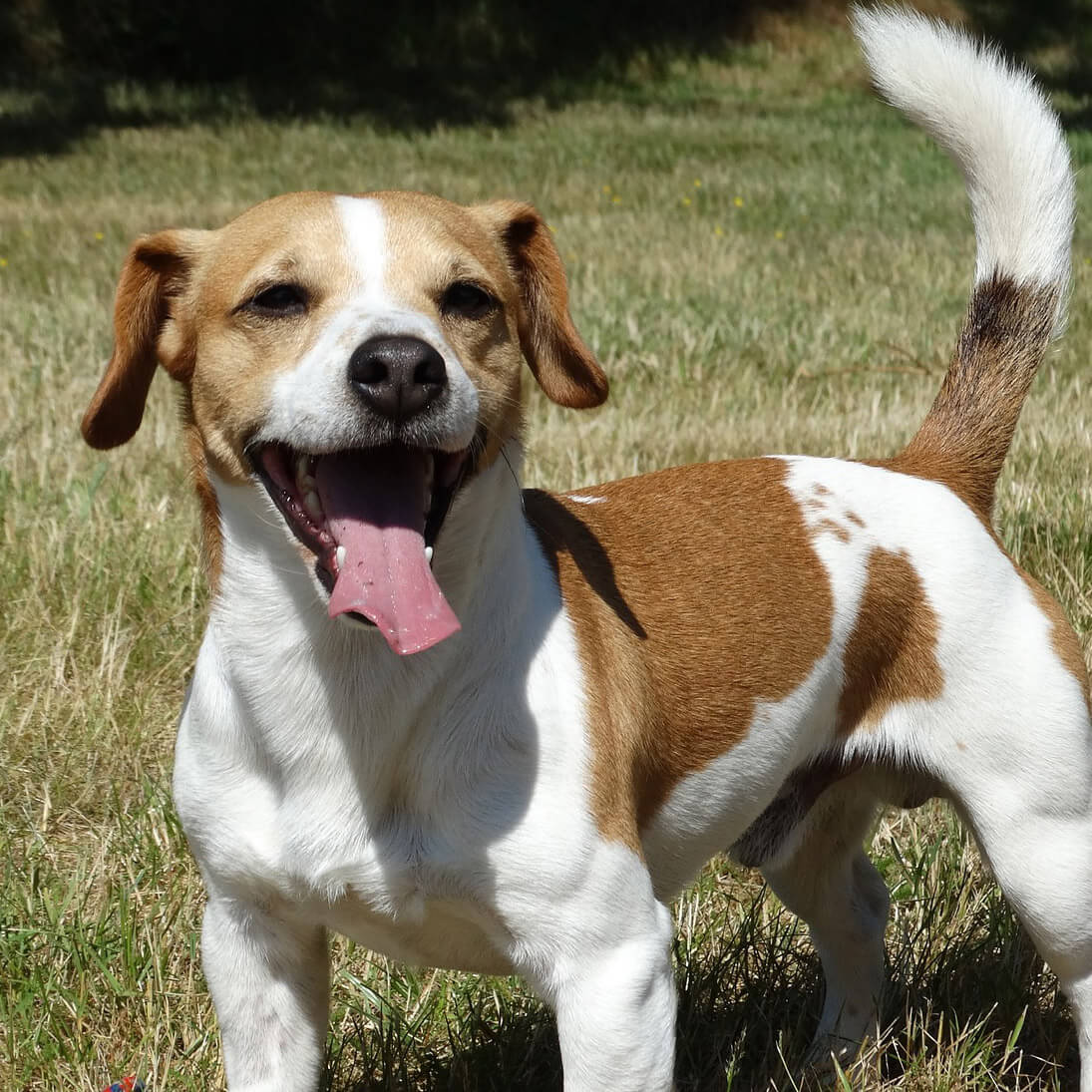 do jack russell terriers have short tails