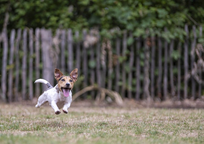 Jack Russell - Pure Pet Food