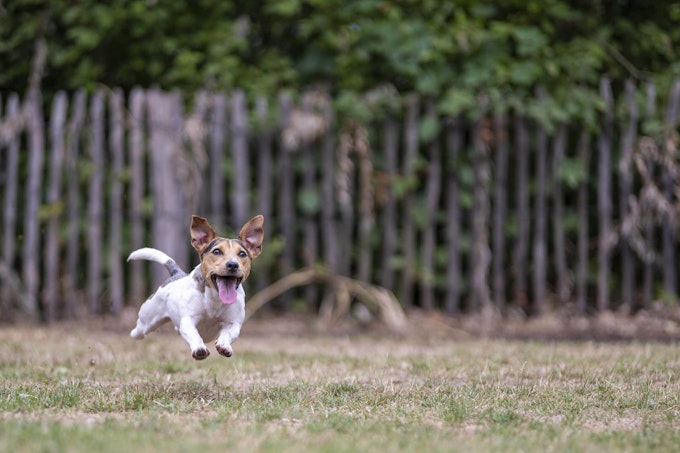 Jack Russell Running