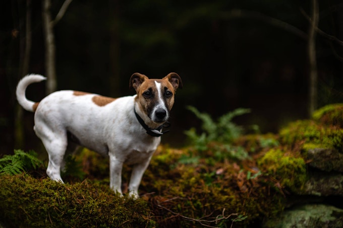 Jack Russell Walking