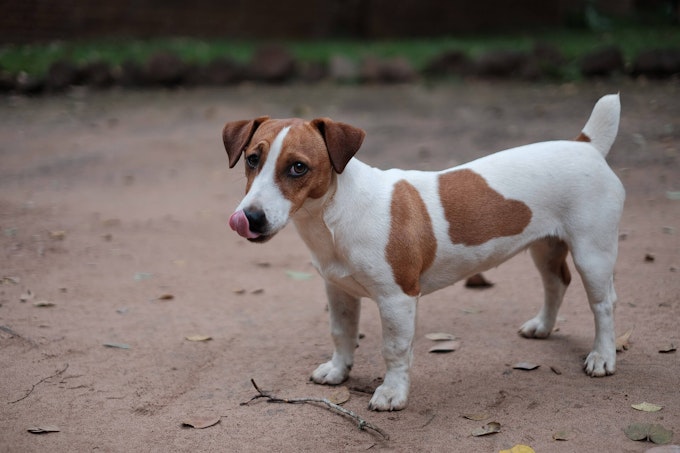 Best dog food for Jack Russells