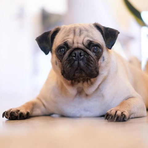 Pug