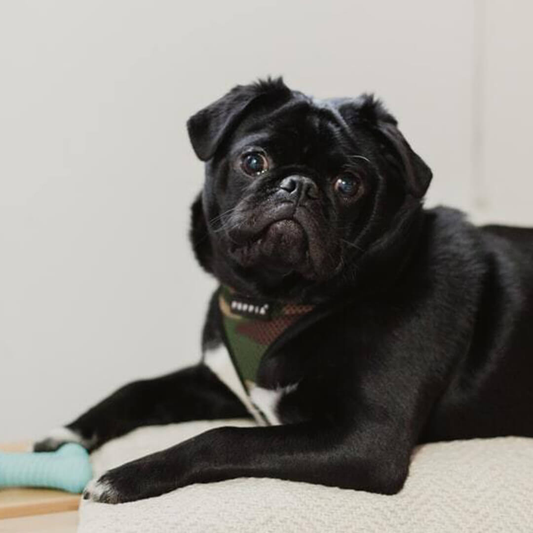Do Black Pugs Shed
