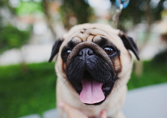 Fawn Pug with black mask