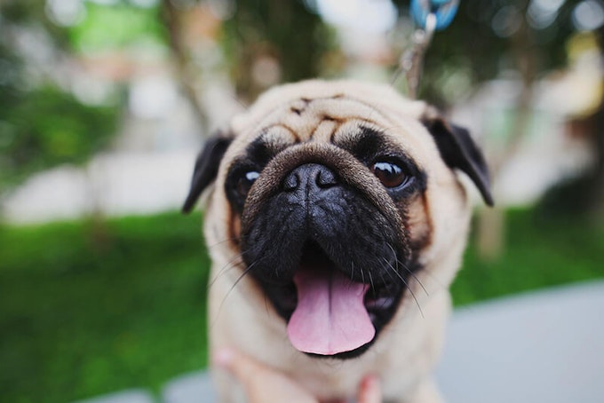 Fawn Pug with black mask