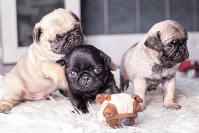 Fawn and black Pug puppies