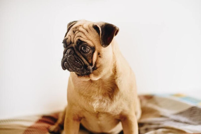 Apricot pug with black mask
