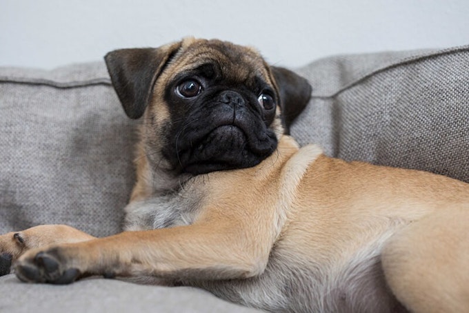 Fawn Pug with black mask