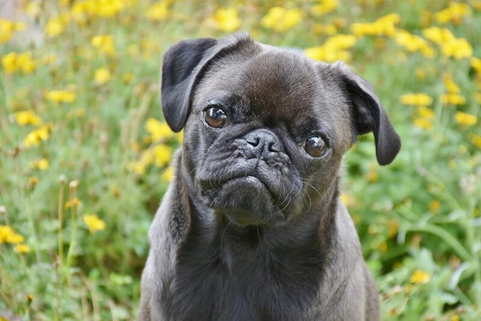 Silver Pug