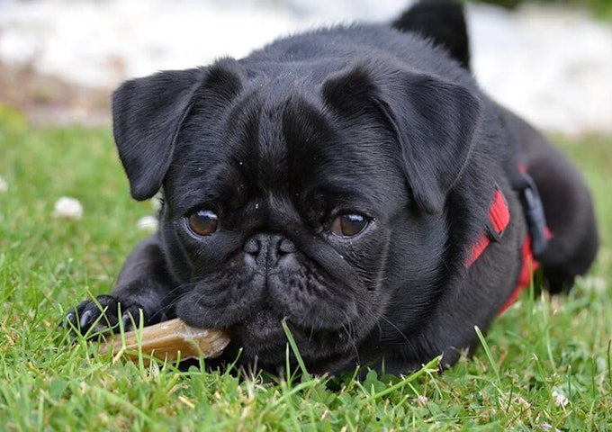 Black pug