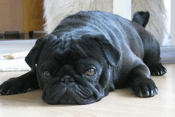 Black Pug