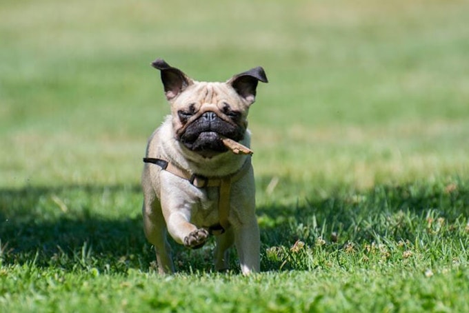 Fawn Pug running