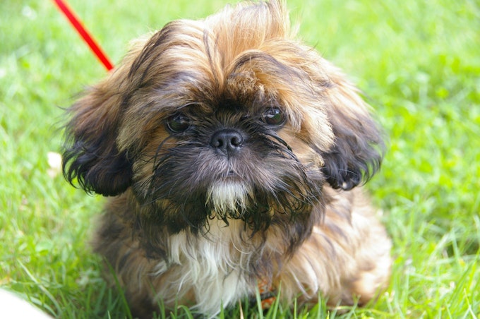 Red Shih Tzu