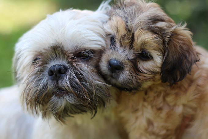 Shih Tzu Puppies