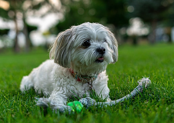 Playful Shih Tzu