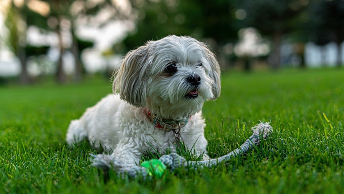 Playful Shih Tzu