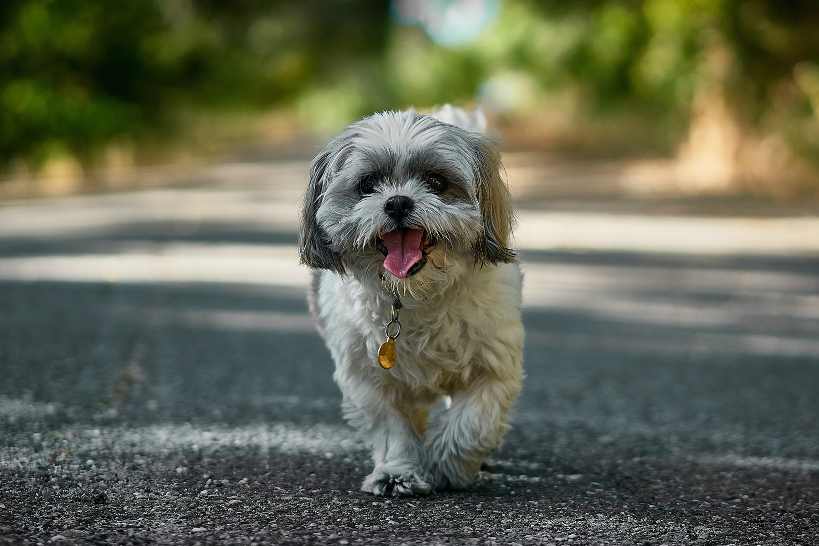 what fruits can shih tzu eat