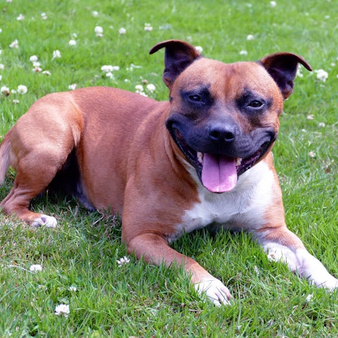 is the staffordshire bull terrier a descendant of the bulldog