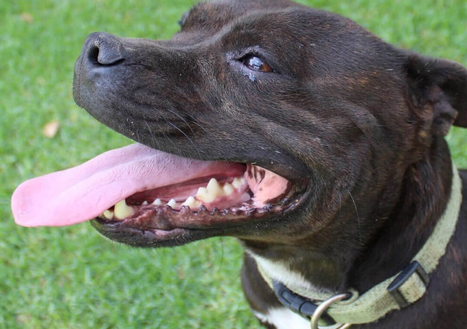 What Age Do Staffordshire Bull Terriers Head Split