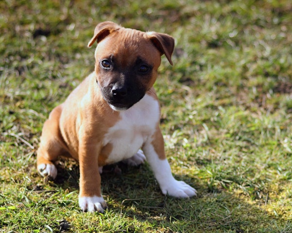 Staffordshire Bull Terrier puppy