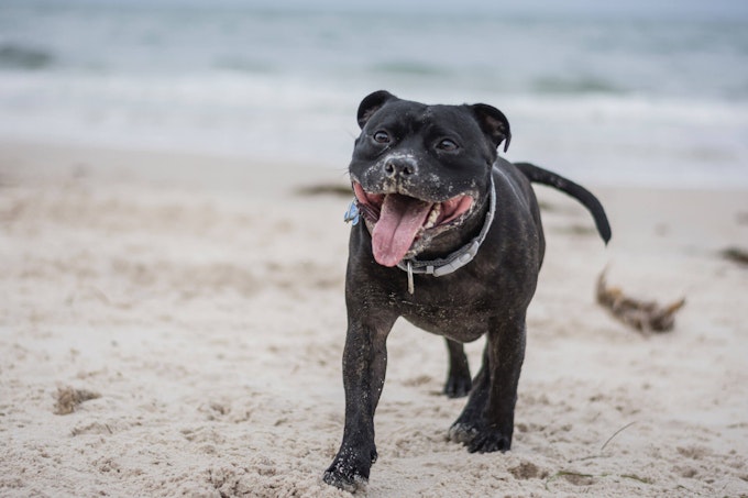 Happy Staffordshire Bull Terrier