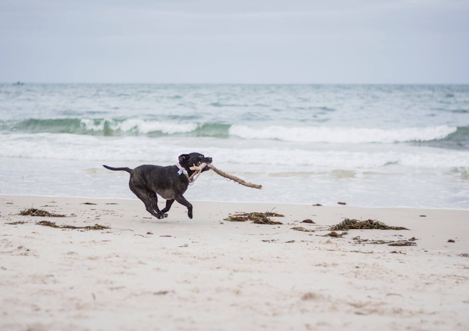 Staffordshire Bull Terrier at the beach