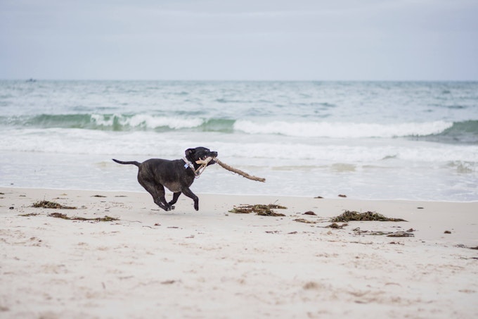 Staffordshire Bull Terrier at the beach