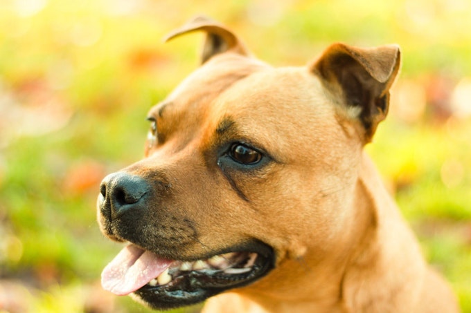 Staffy closeup