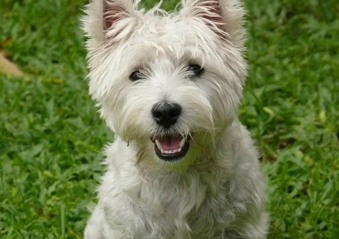 West Highland White Terrier