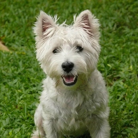 Highland White Terrier Pure Food