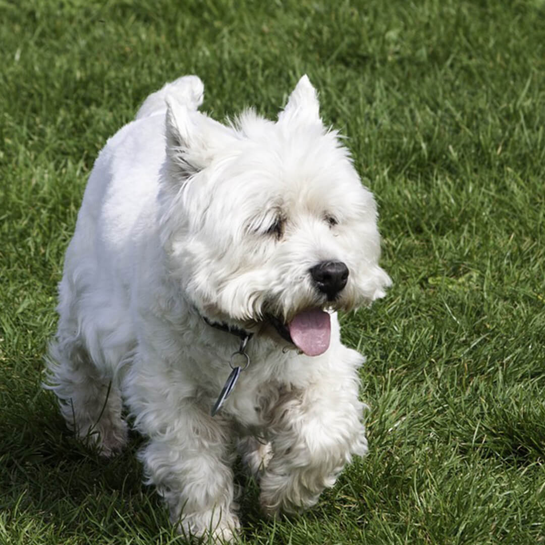 How Much West Highland White Terrier Cost
