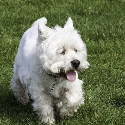 West Highland White Terrier