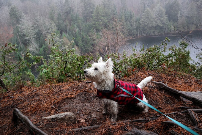 West Highland White Terrier, tartan