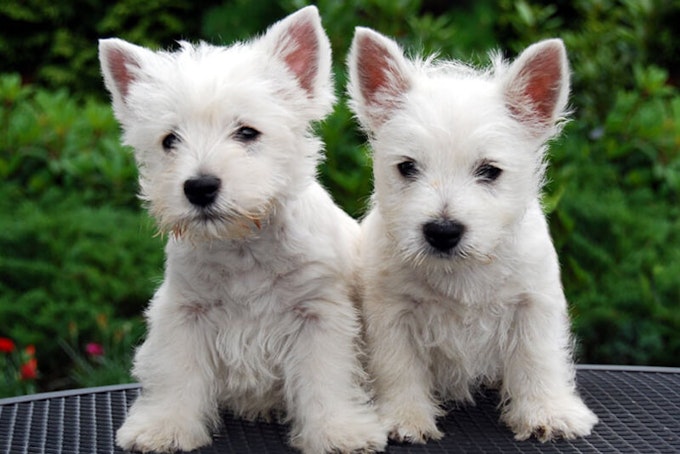 Two Westie puppies
