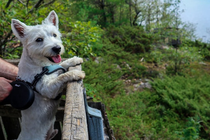 how long can a westie be left alone