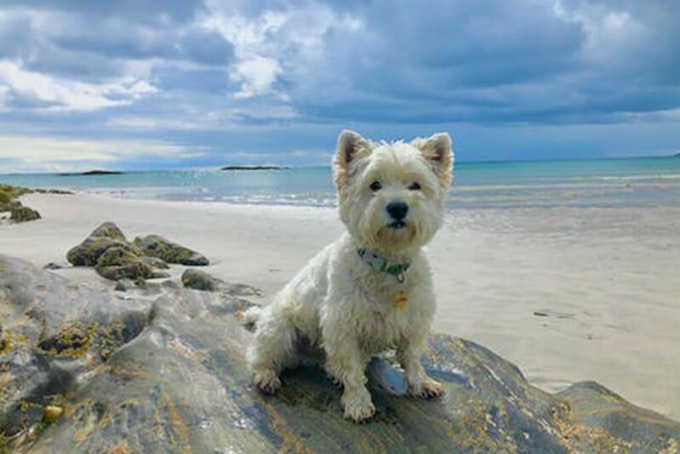 Westie