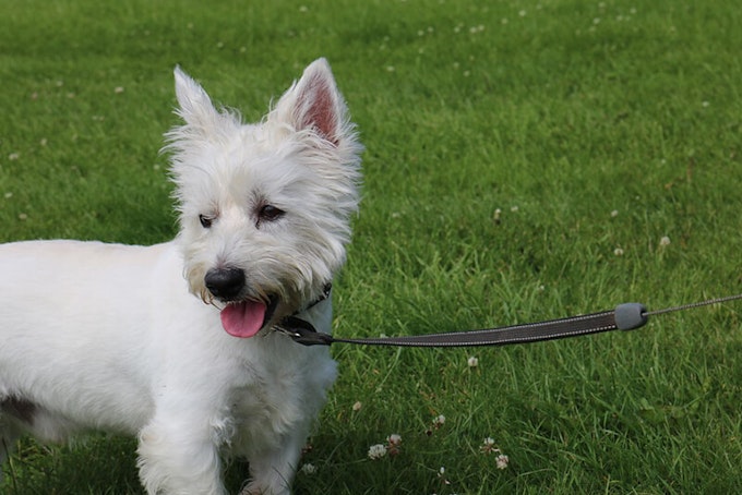 how long can a westie be left alone