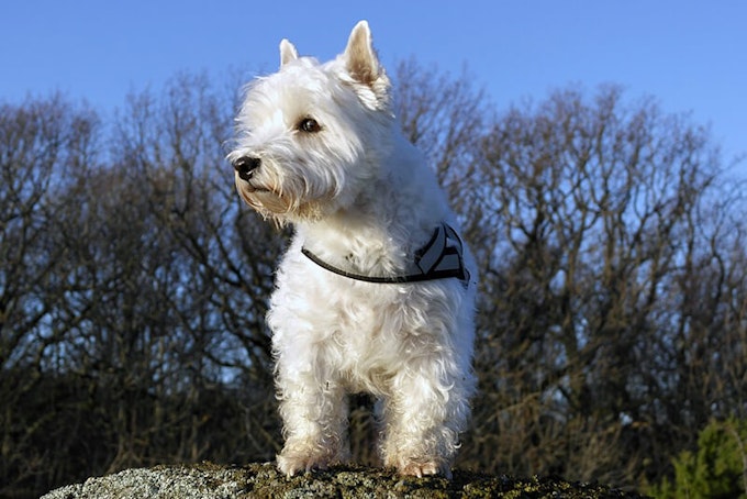 West Highland White Terrier