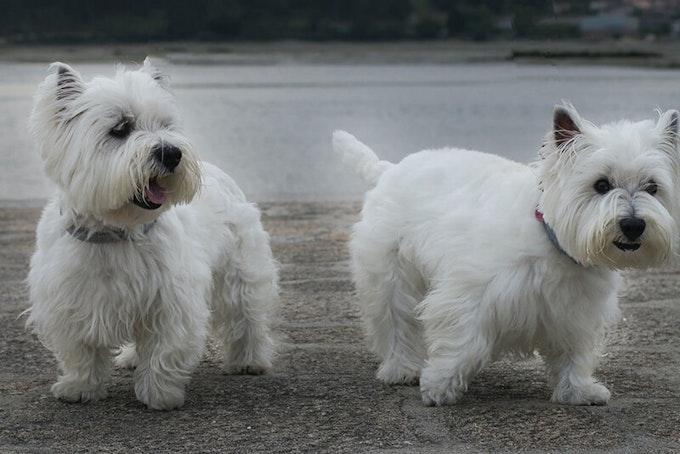 Two Westies