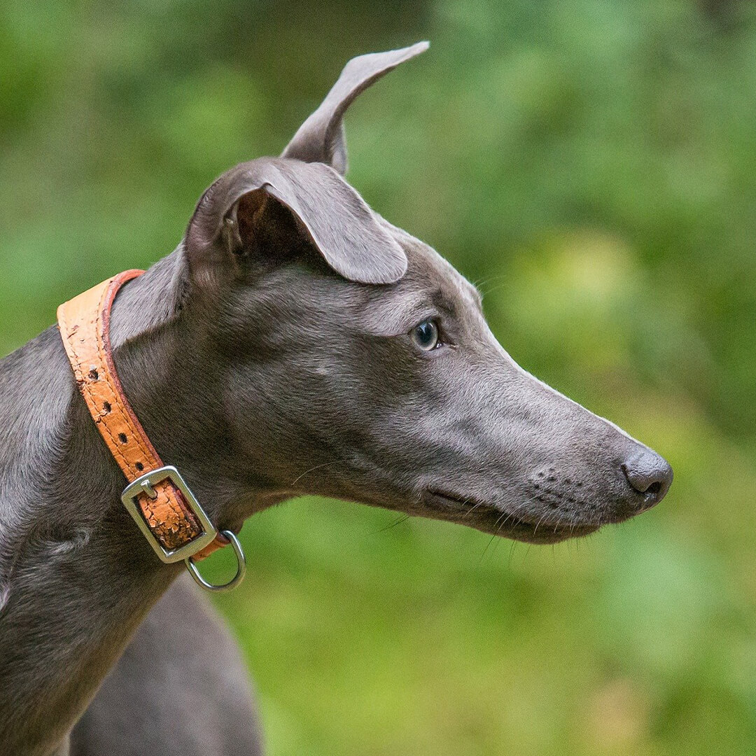 a dog breed called whippet