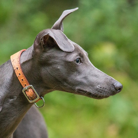 Whippet