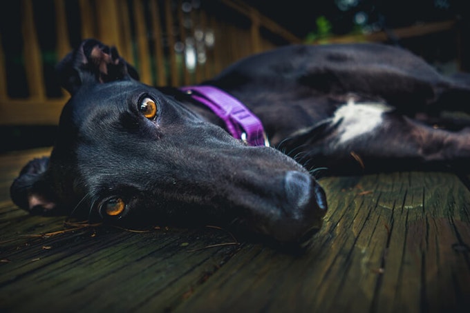 Black Whippet