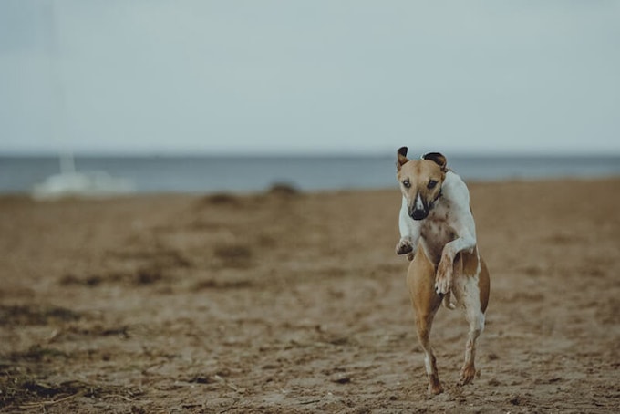 Fawn and white Whippet running